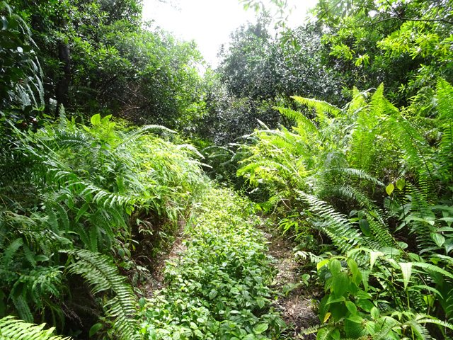 La piste qui remonte à la RN2 semble abandonnée