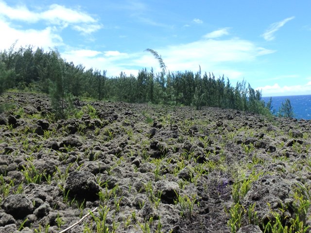 Il se sépare pour créer deux voies en direction de la mer