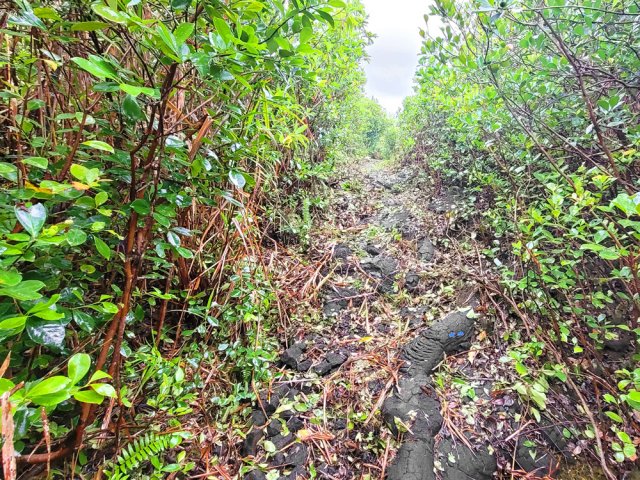 Ici, le sol est constitué de 100% de lave