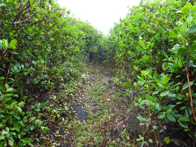 Faute de nourriture, les goyaviers restent plus petits qu'ailleurs