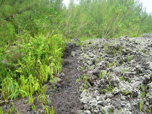 Le sentier file vers l'océan en longeant la lisière du bois