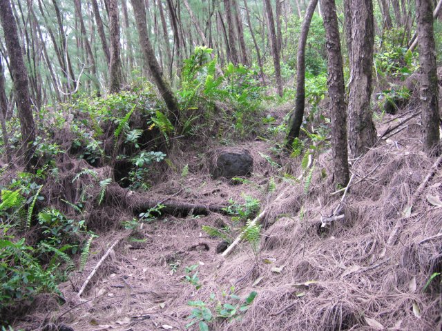 Cheminement sur les aiguilles de filaos