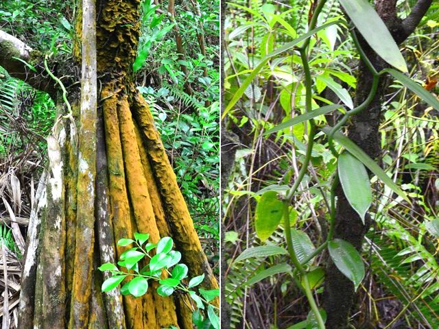 Quelques pandanus et de rares pieds de vanille sauvage