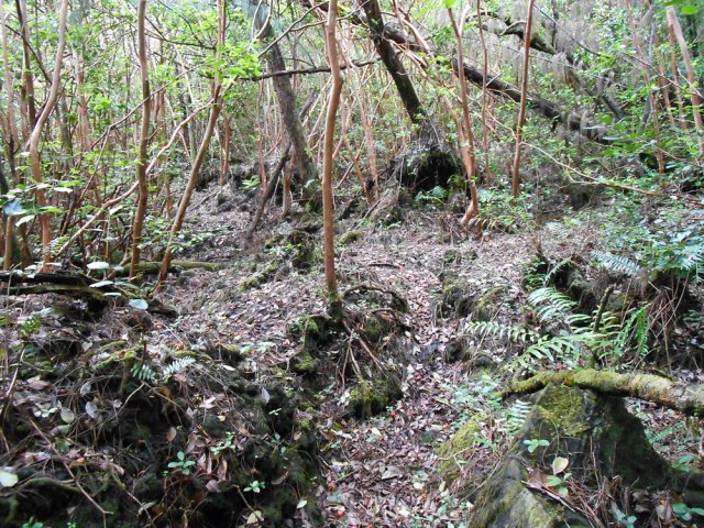 Le sentier n'est pas toujours plat mais ne comporte pas de difficultés