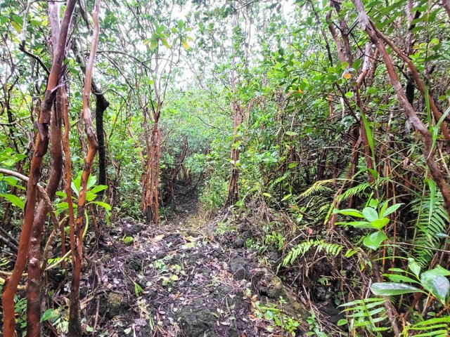 Les goyaviers sont toujours aussi nombreux