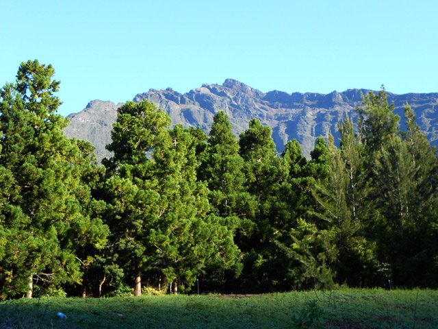 Les cryptomerias à Bras Sec