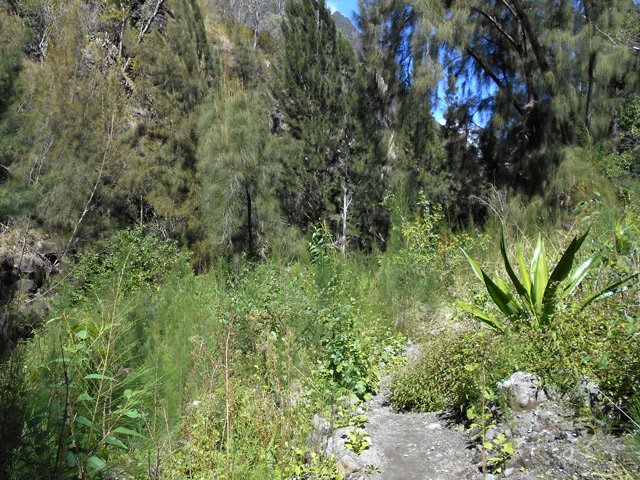 Le sentier parallèle au Petit Bras de Cilaos est parfois un peu envahi de végétation