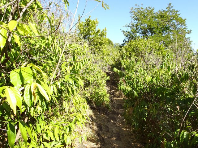 La liane papillon a pris le dessus sur la flore locale