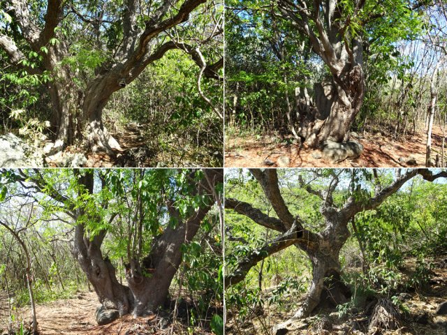 Les beaux spécimens de tamarins des bas se multiplient à l'approche du moulin