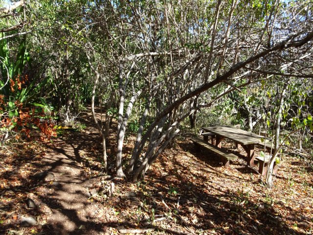 Longue traversée de sous-bois de poivriers sur un sentier très peu ombragé