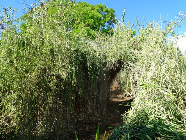 Un tunnel a été aménagé dans ces broussailles de liane carrée