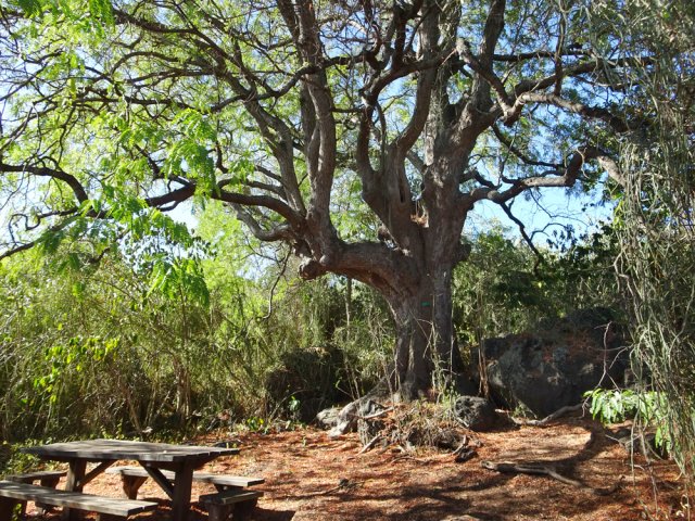 Tout près, le plus beau tamarin de la boucle près de sa table de pique-nique