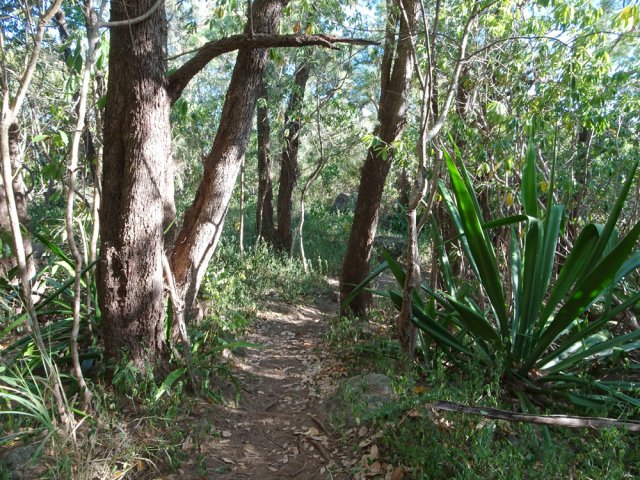 Le sentier descend en pente douce sous les filaos