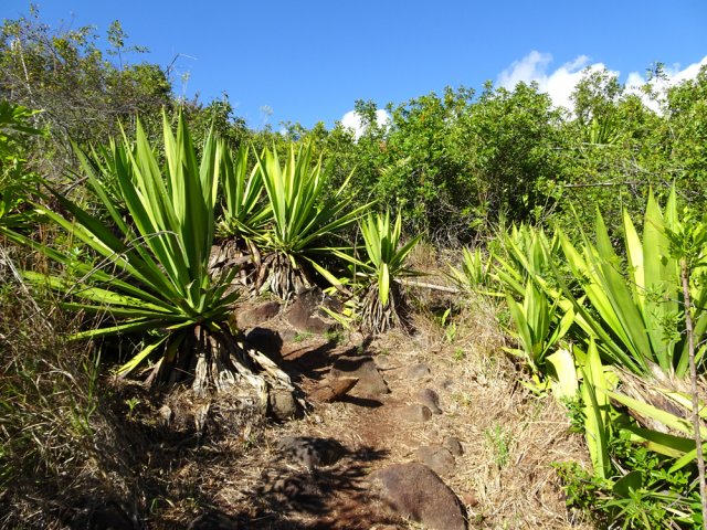 On retrouve des zones couvertes de poivriers et chocas