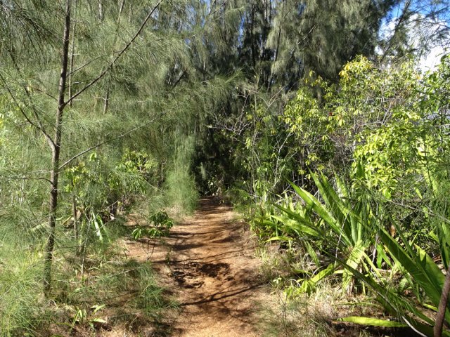 Sous les filaos, le sentier connu des vététistes