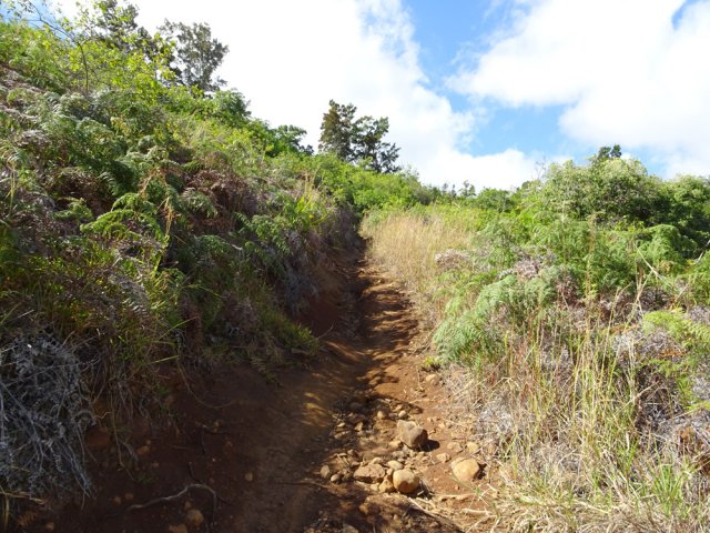 Nouvelle pente terreuse dans les fougères