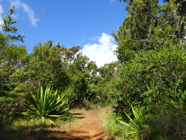 La fin de la montée dans une végétation variée