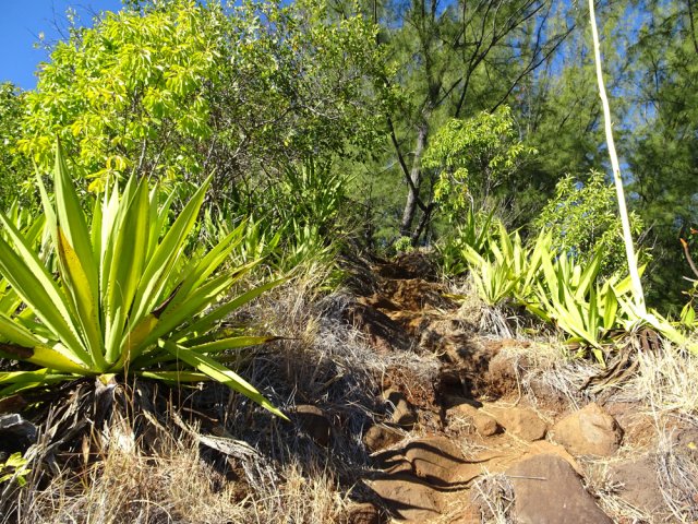 Fortes montées sur hautes marches par moments