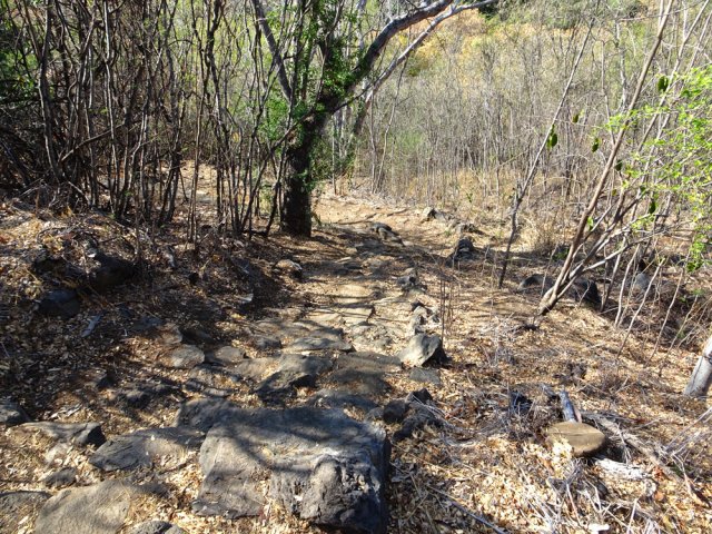Une portion en descente dans les épineux