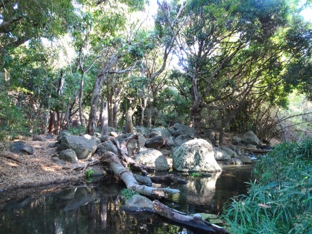 Certains manguiers du Jardin Bottard ont fini dans la ravine