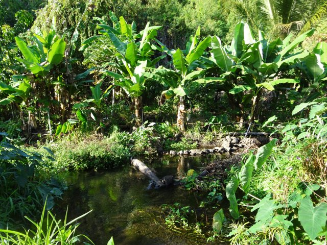 Les plantes poussant sur les berges restent vertes grâce à l'eau