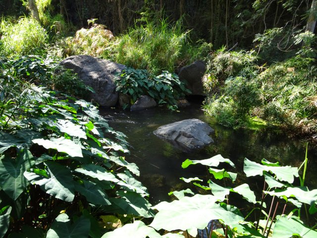 Les berges sont couvertes de papyrus et taros