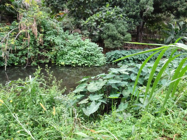 L'eau devient de plus en plus calme à l'approche de la route