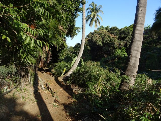 Le sentier passe sous les plantations datant de l'époque du verger