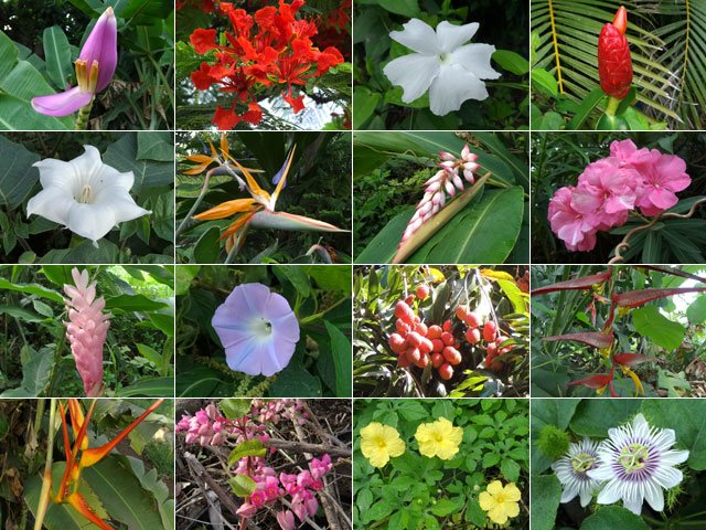 Quelques fleurs rencontrées sur ce court itinéraire
