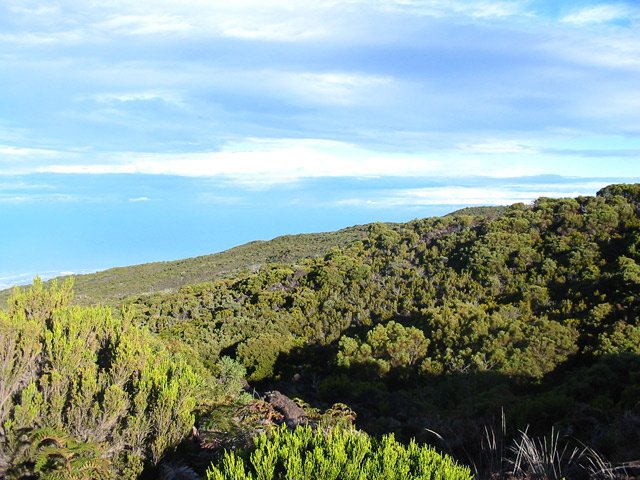 Une idée de la végétation au lever du jour