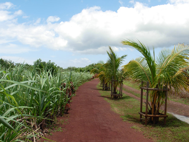 Passage dans les cannes, loin du bruit de la route