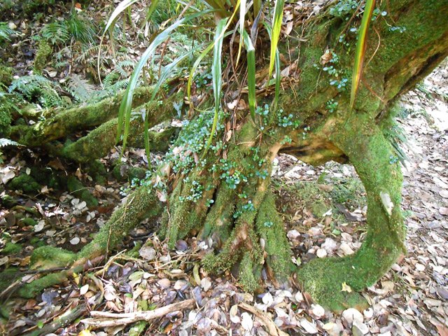 Belle racine de bois maigre dans la forêt primaire pour aller à la trouée
