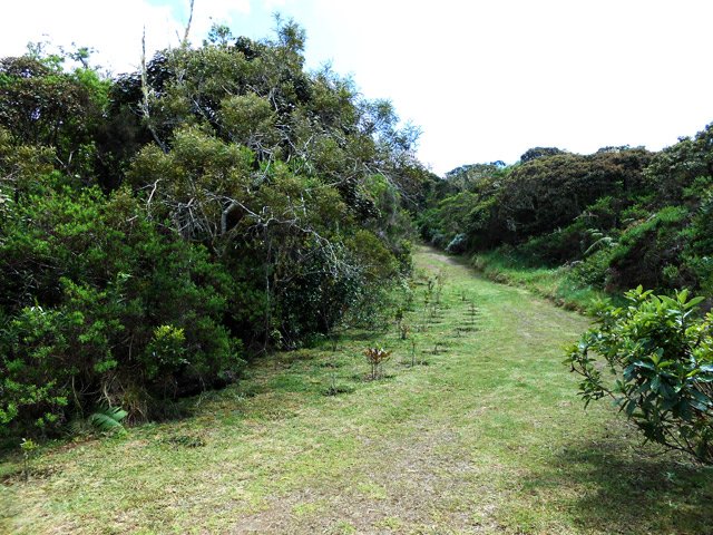 Des plantations sont tentées sur le bord de la piste