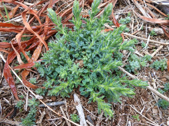 Les ajoncs d'Europe sont coupés mais repoussent aussi vite