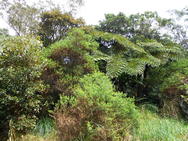 Fanjans, change écorce et ambavilles en bordure de piste