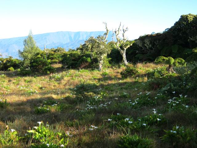 Plus de bovins depuis longtemps dans ces hauteurs délaissées