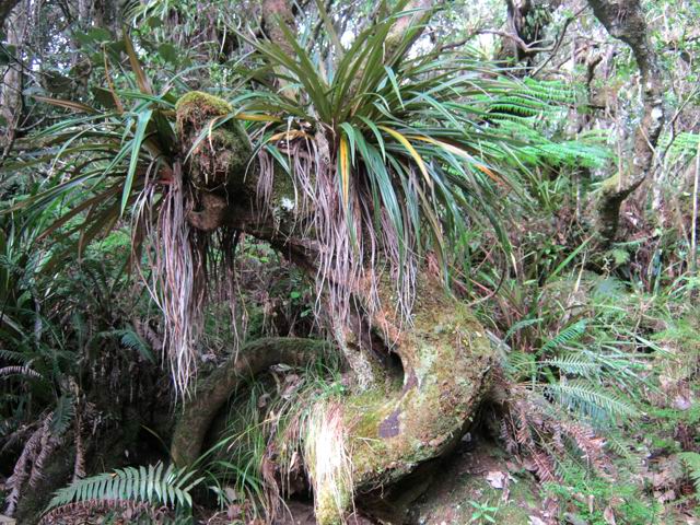 Superbes portions de forêt primaire parcourue par le sentier en 2ème partie