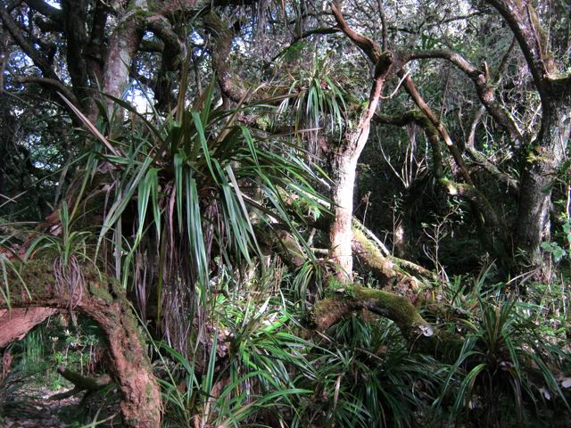 Certains passages sont impossibles dans la végétation dense