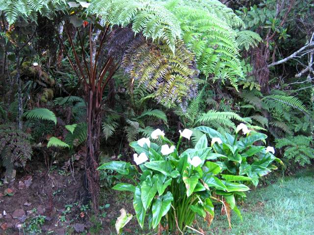 La végétation typique des lieux avec souvent des arums