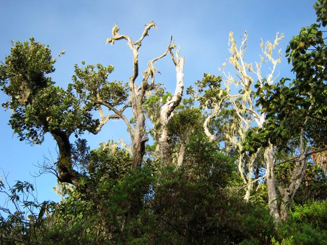 Comme toujours, les arbres desséchés permettent de belles natures mortes
