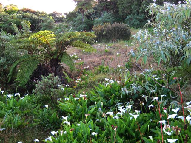 Une autre clairière qui deviendra une forêt dans quelques décennies