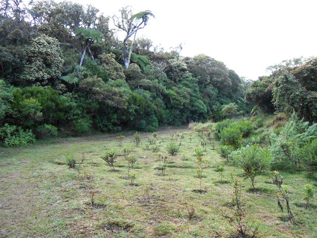 Les nouvelles plantations le long de la piste ont beaucoup de mal à pousser