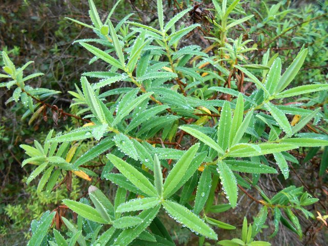 Beaucoup de fleurs jaunes au bord de la forêt primaire