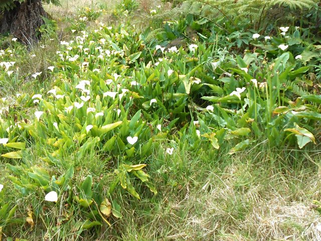 Les arums poussent ici par milliers