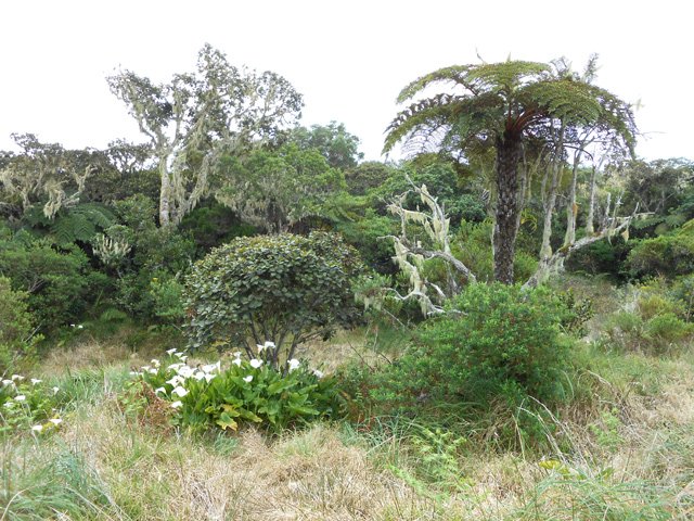 Les anciennes prairies sont de plus en plus livrées à l'envahissement de la forêt
