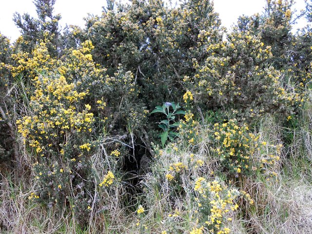 Aux alentours de la mare, les ajoncs d'Europe ont envahi de vastes surfaces