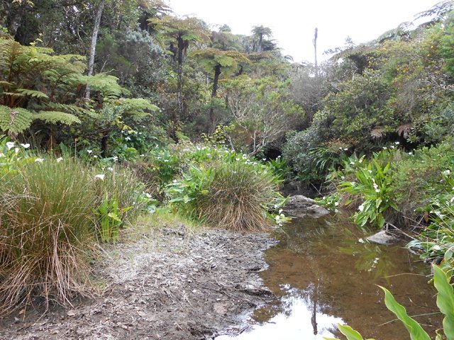 La Mare, en bordure de la forêt primaire de Petite Île
