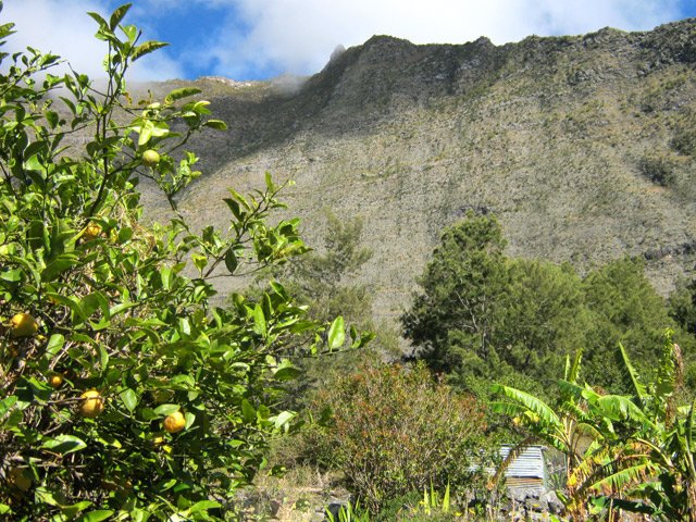 Citronniers et fruitiers évitent d'importer des fruits dans le cirque