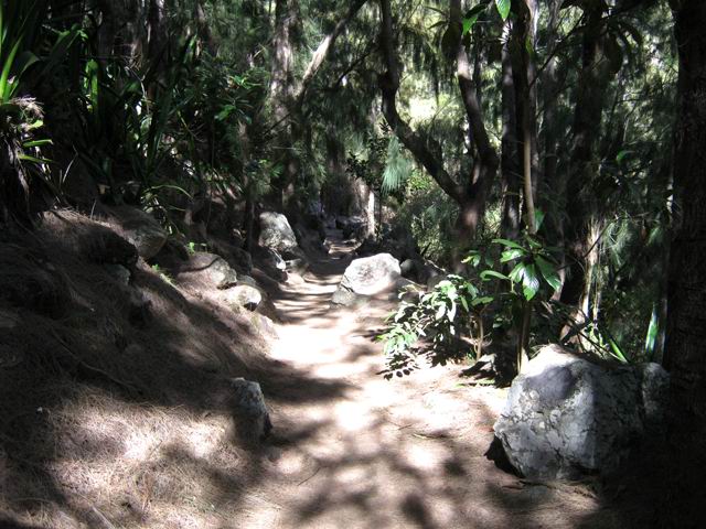 Le sentier ombragé de Roche Plate au Bronchard