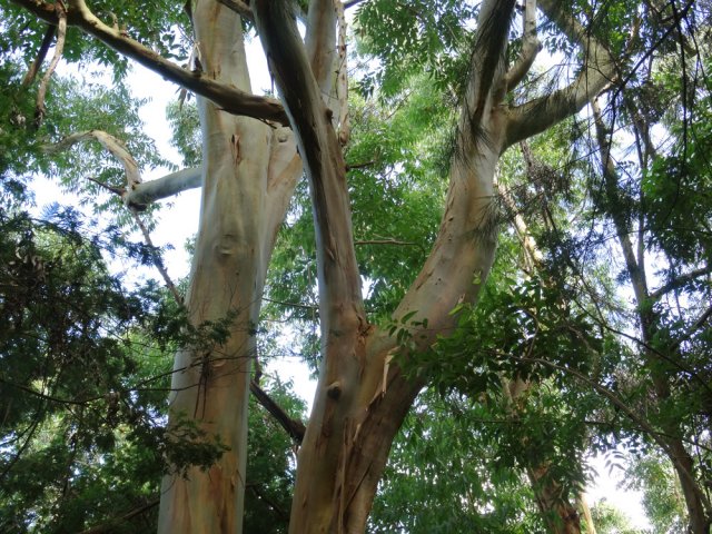Le sentier frôle un grand eucalyptus